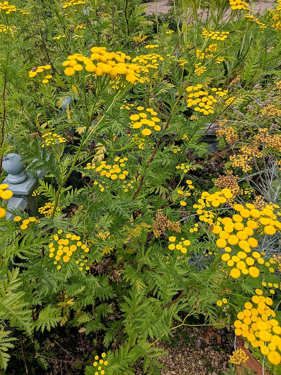 Tansy