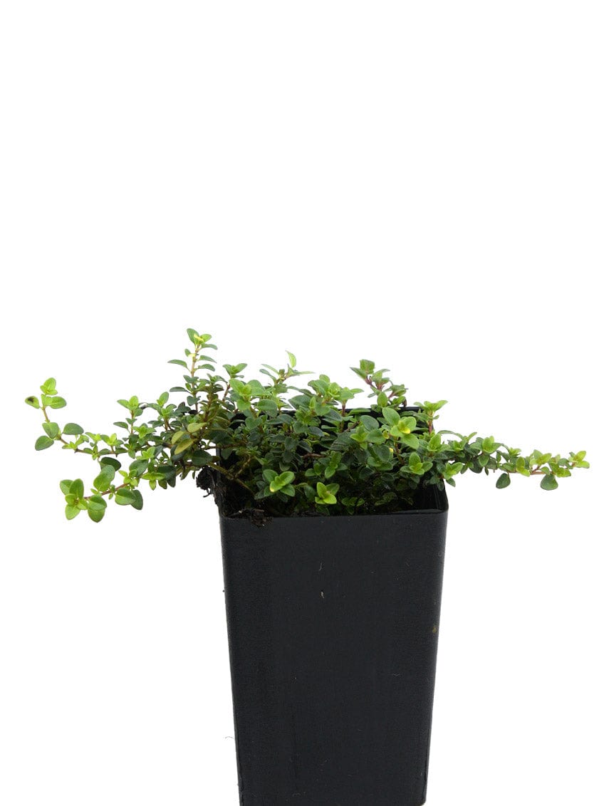 Thyme - Doone Valley Thyme