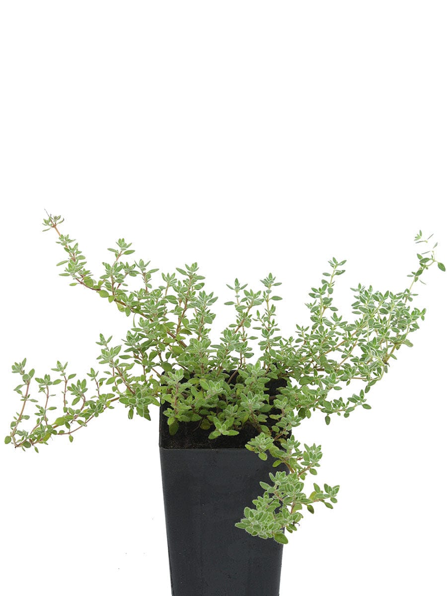 Thyme - Pink Chintz Thyme