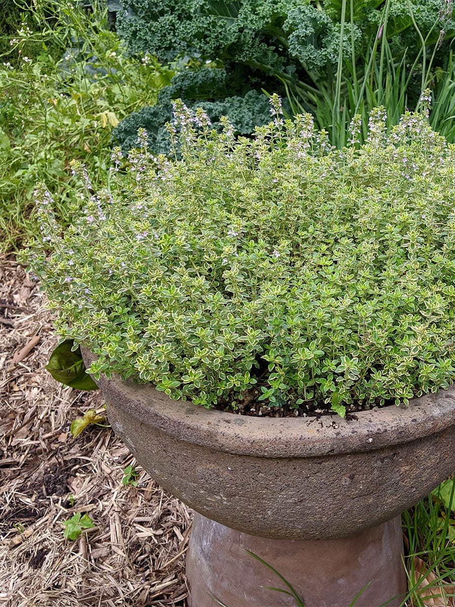 Thyme - Variegated Lemon Thyme