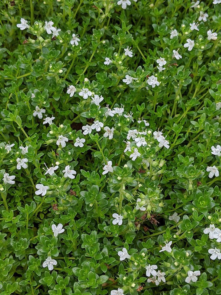 white creeping thyme australia