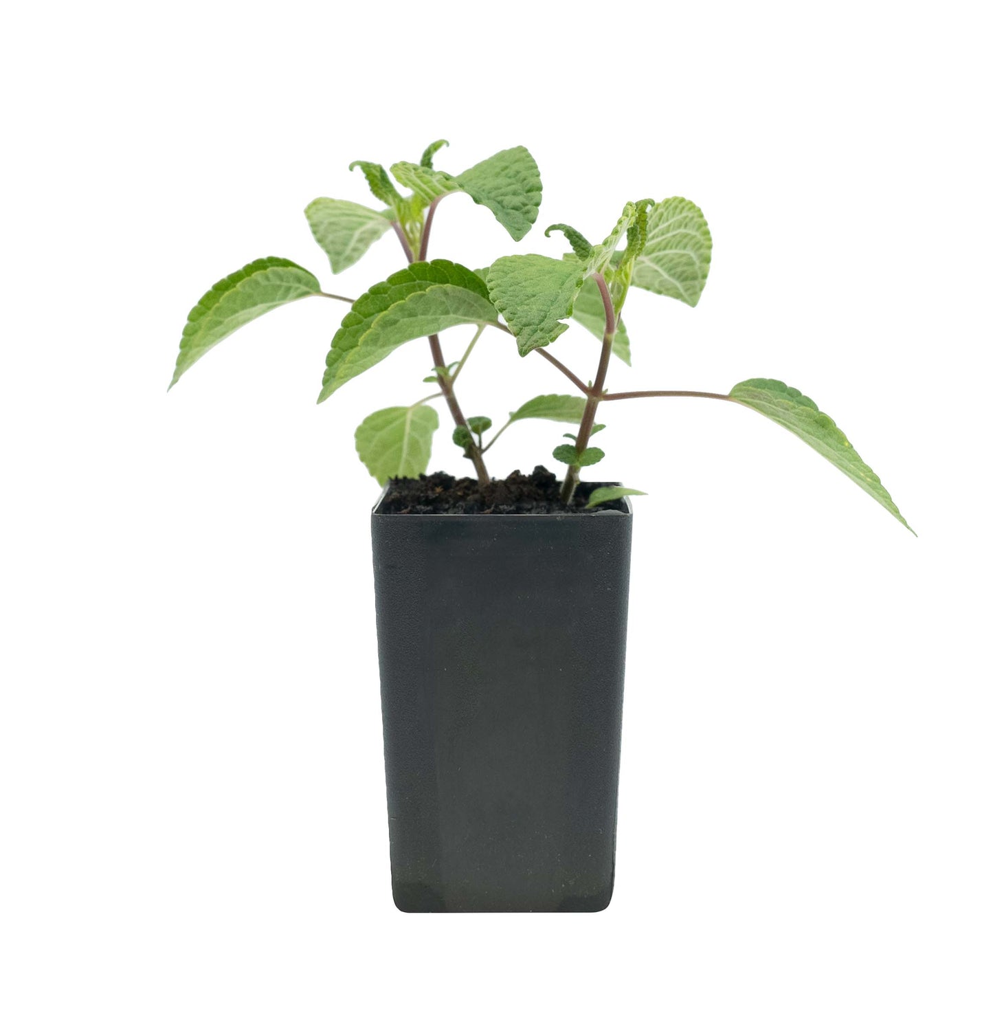 Salvia 'Timboon'