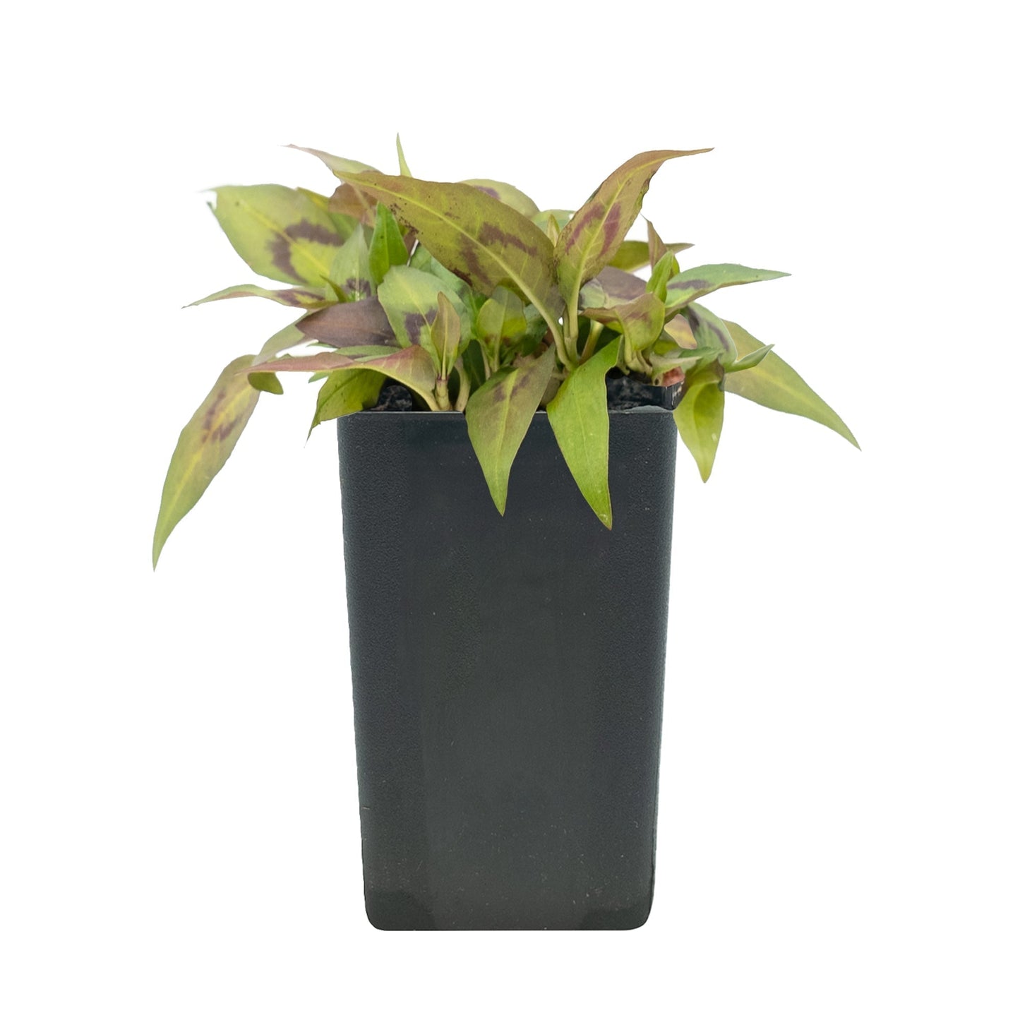 Mint - Vietnamese Mint
