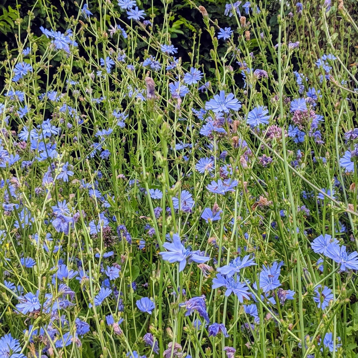 Chicory Wild