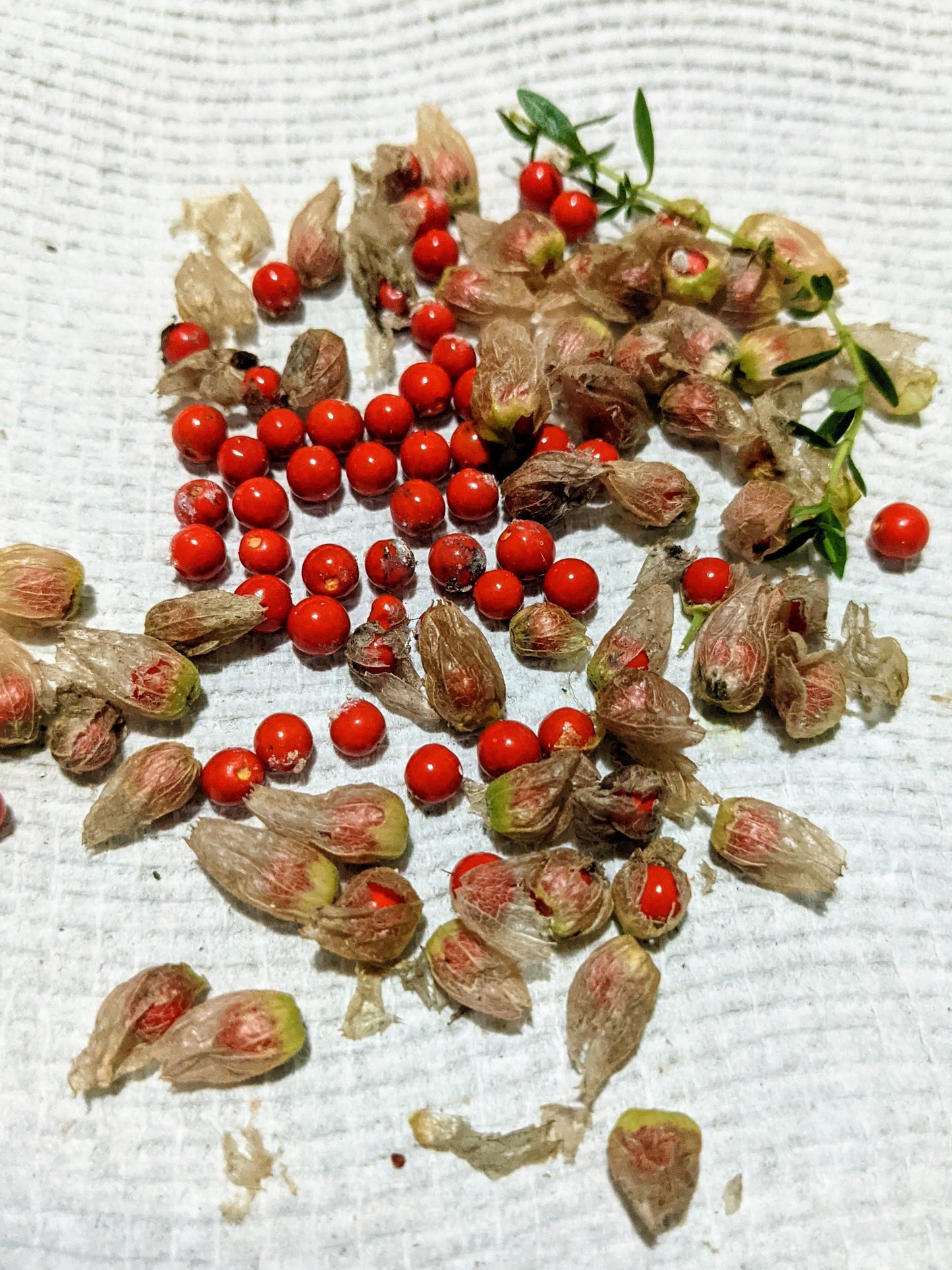 Ashwagandha/Indian Ginseng