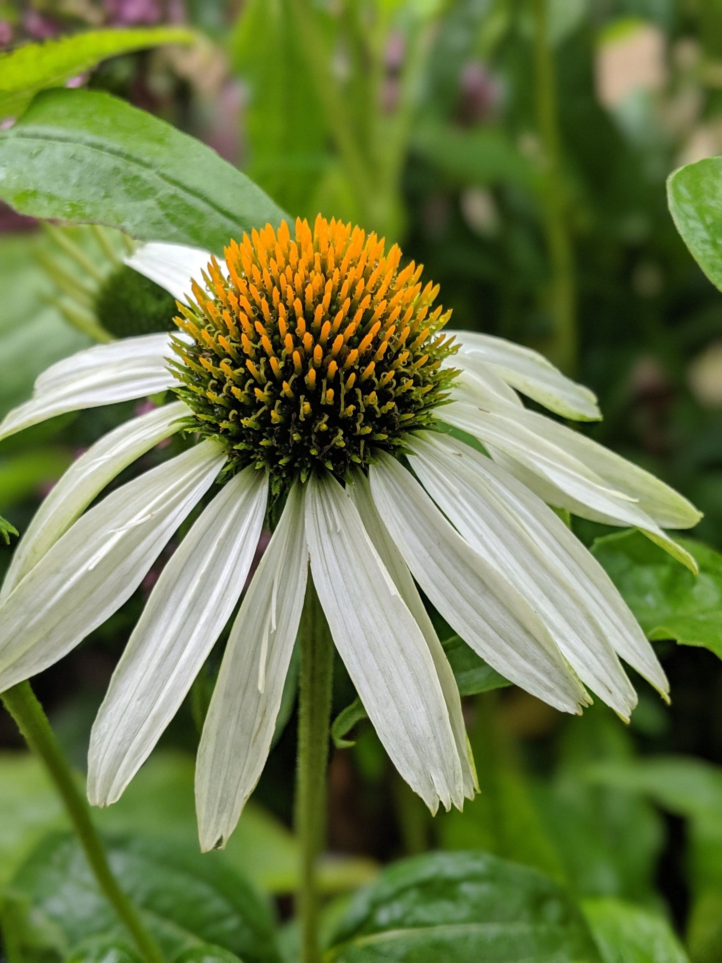 Echinacea purpurea 'White Swan'
