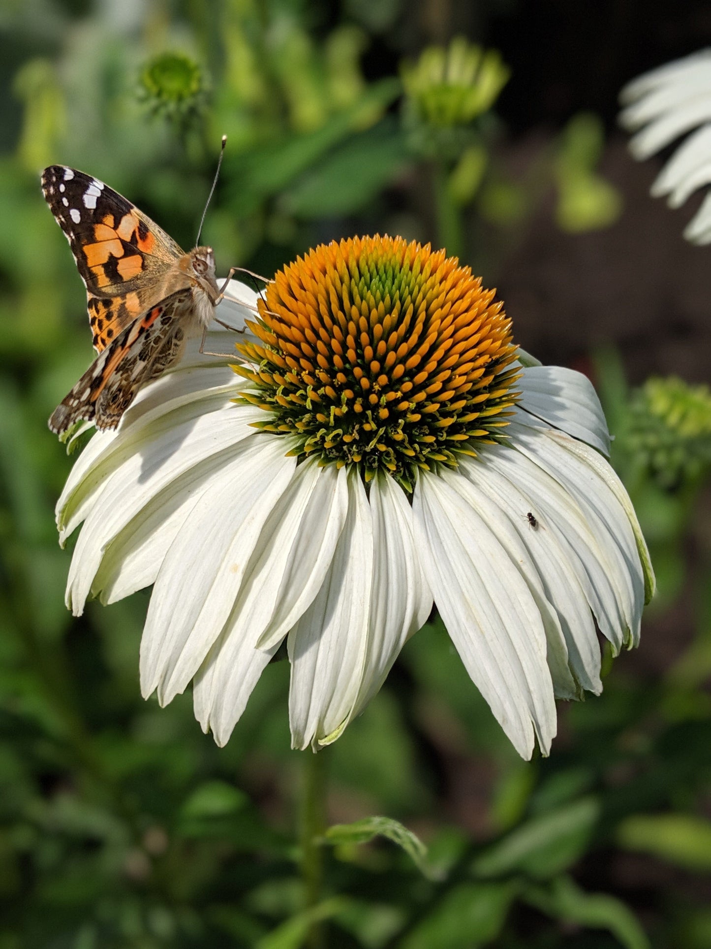 Echinacea purpurea 'White Swan'