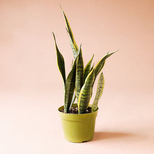 Sansevieria (Snake plant)