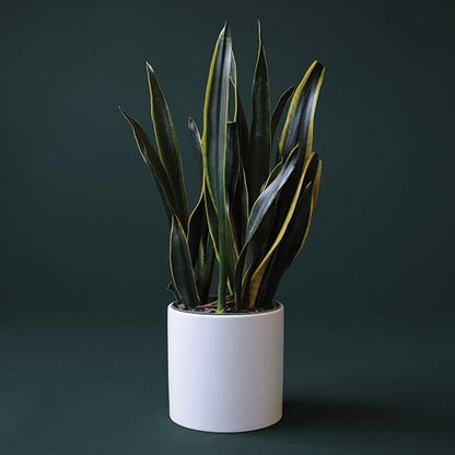 Sansevieria (Snake plant)