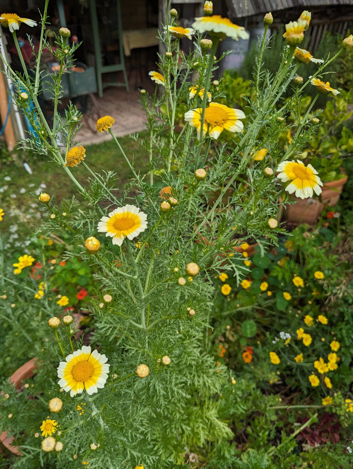 Edible Garland Chrysanthemum