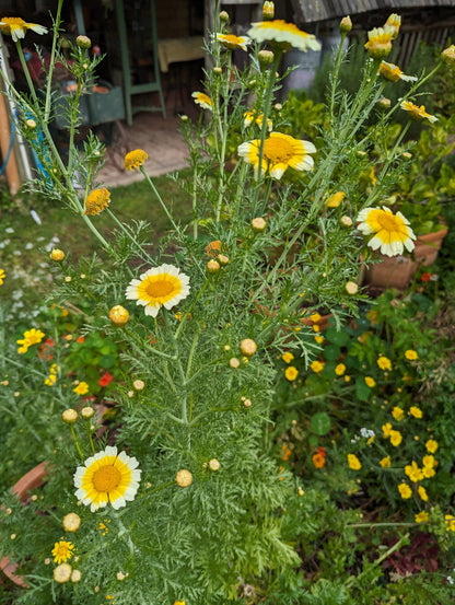 Edible Garland Chrysanthemum