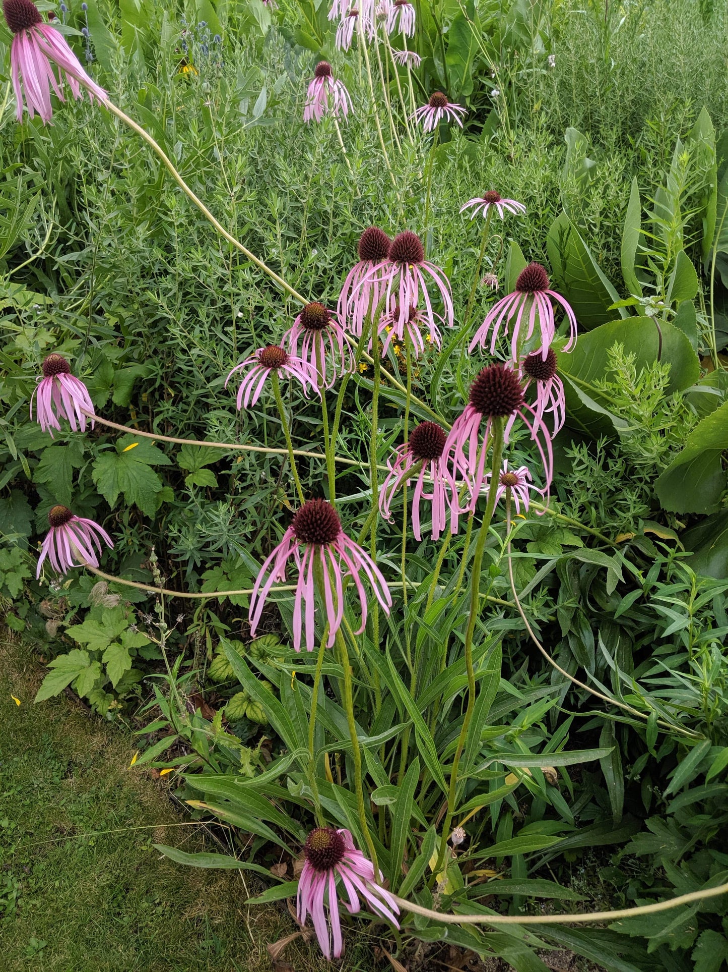 Echinacea Pallida
