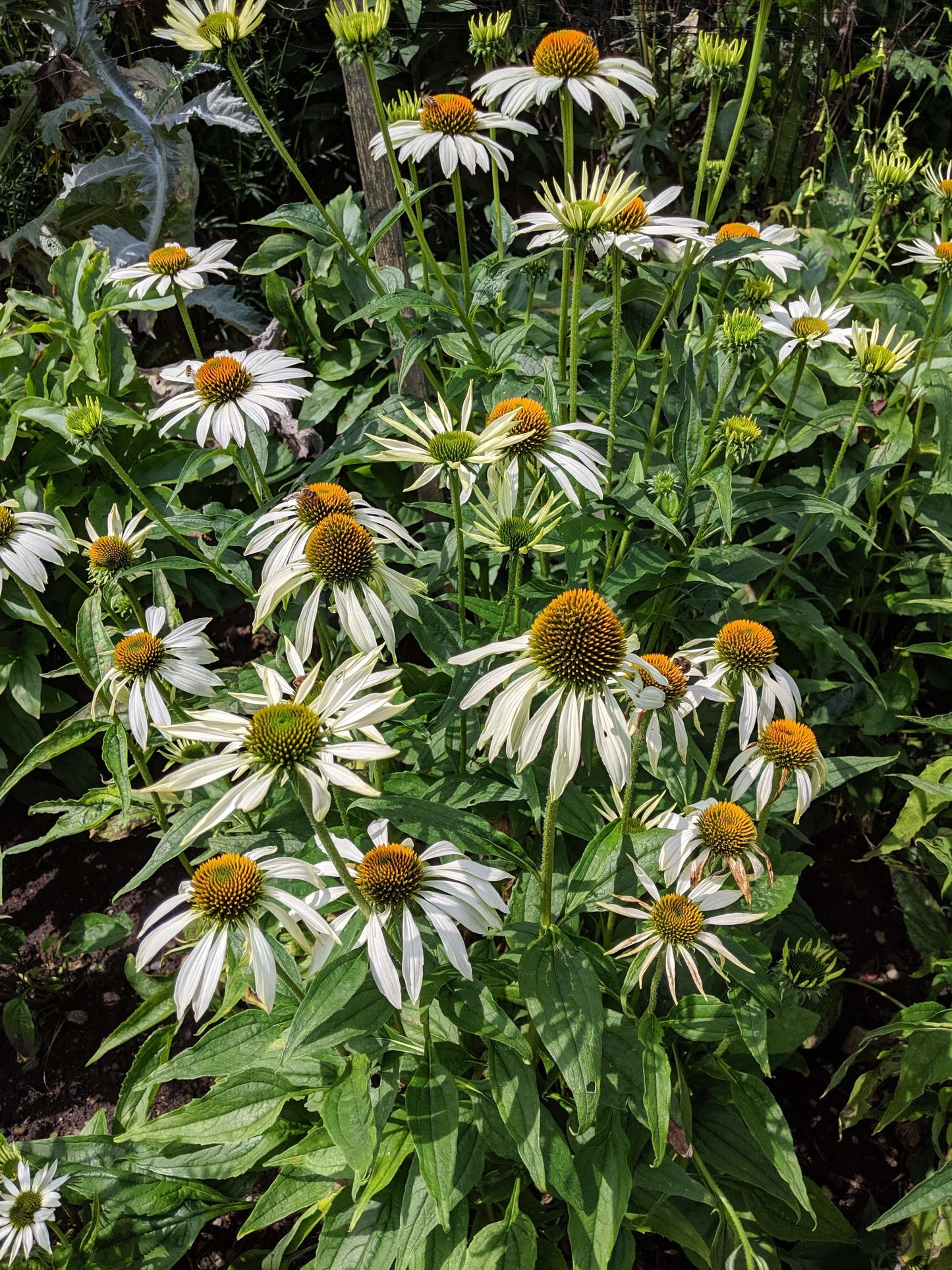 Echinacea purpurea 'White Swan'