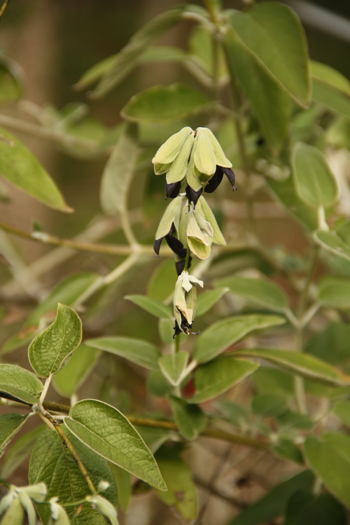 Salvia discolor