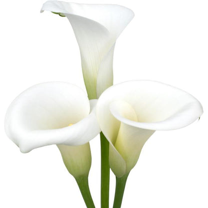 White Calla Lily