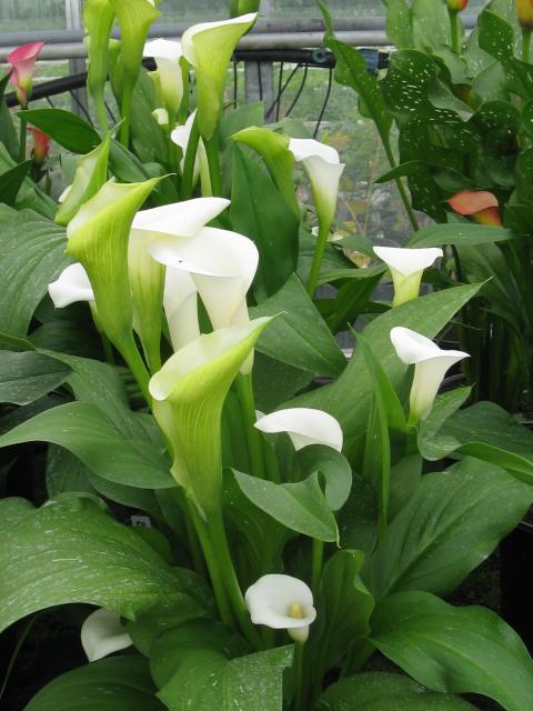White Calla Lily