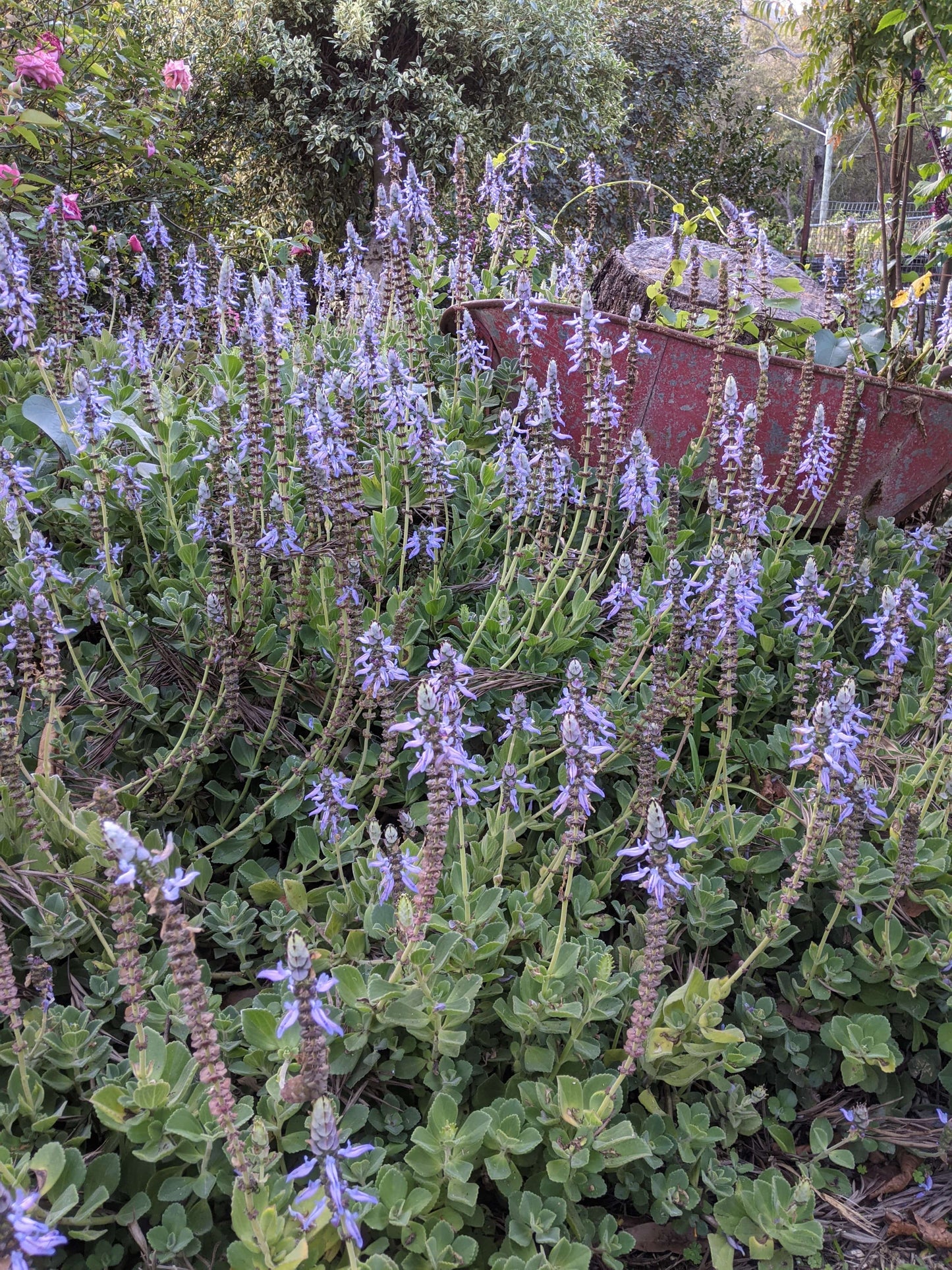 coleus caninus