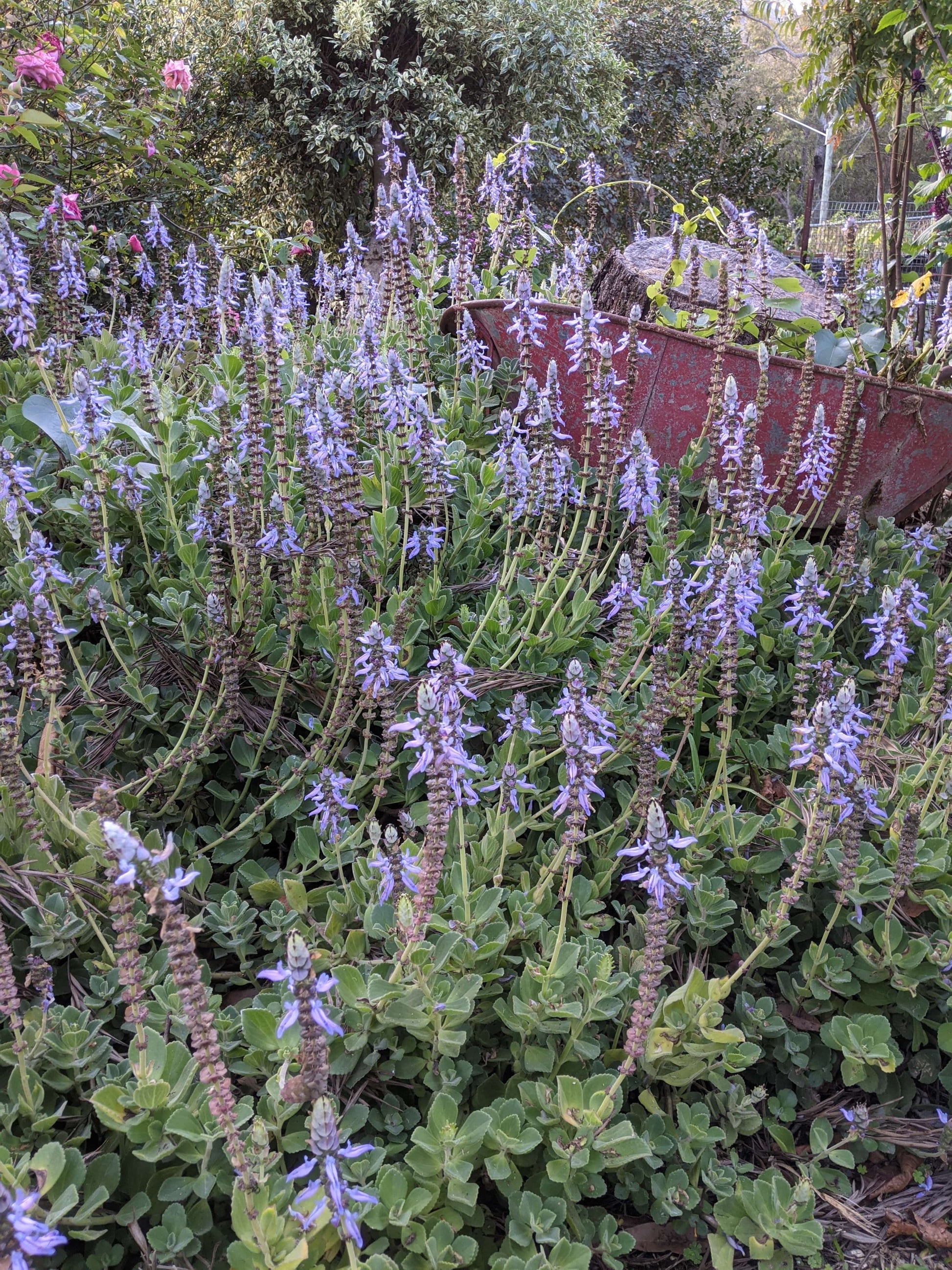 coleus caninus