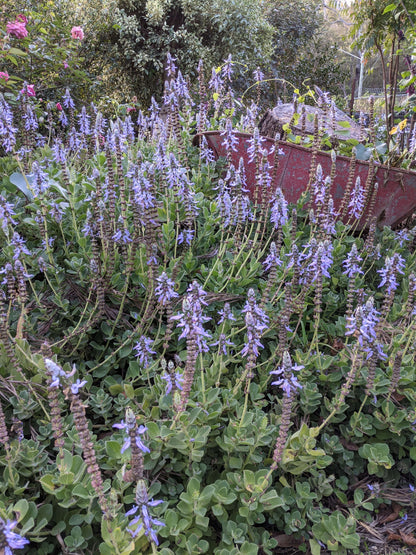 coleus caninus