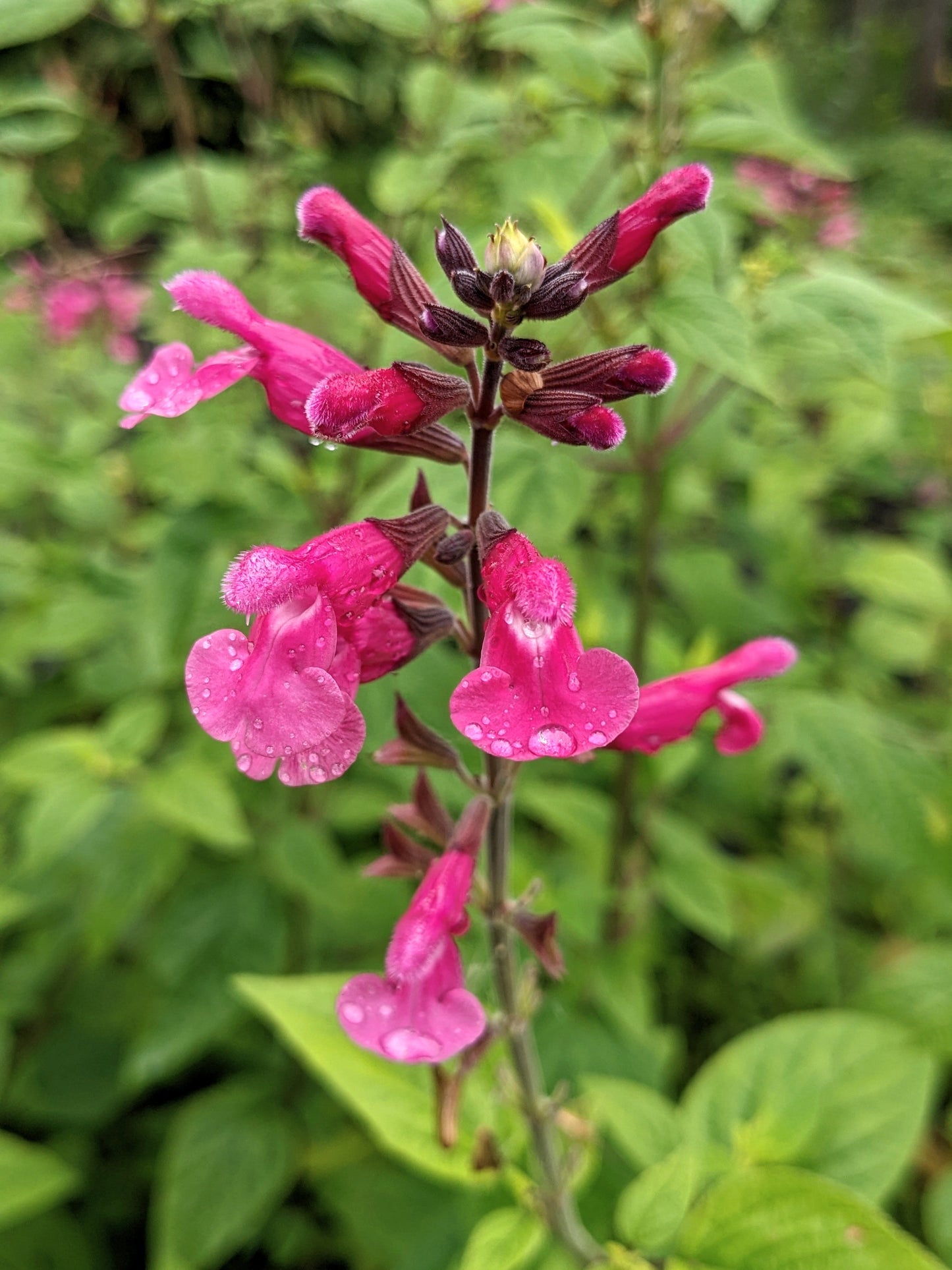 Salvia involucrata 'Joan'