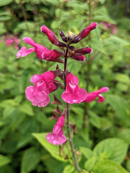 Salvia involucrata 'Joan'