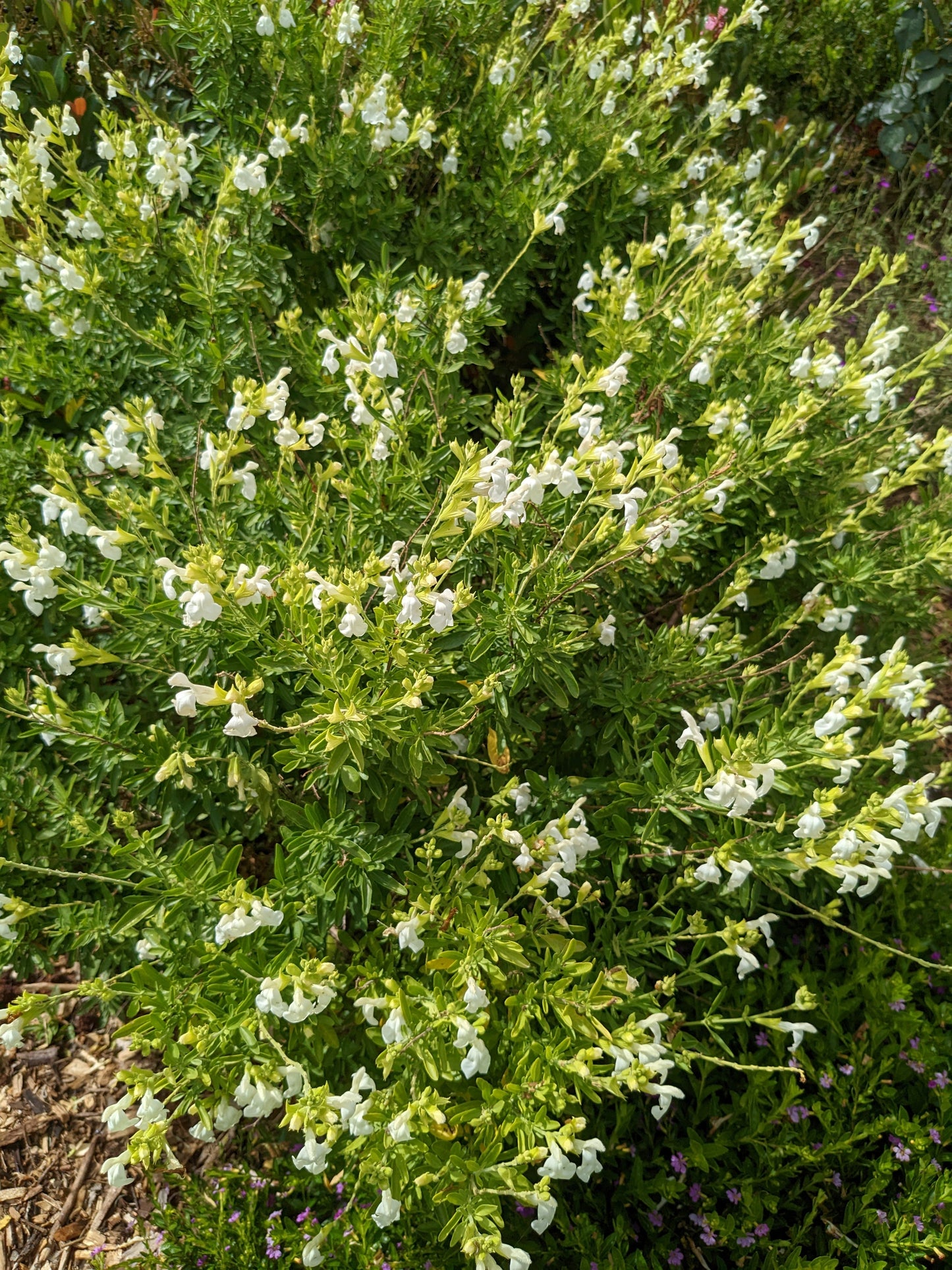 Salvia greggii 'Alba'