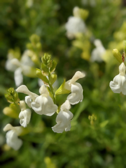 Salvia greggii 'Alba'