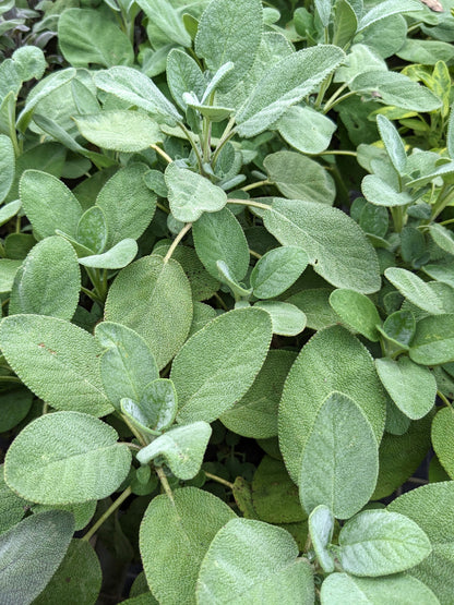 Salvia officinalis 'Berggarten'