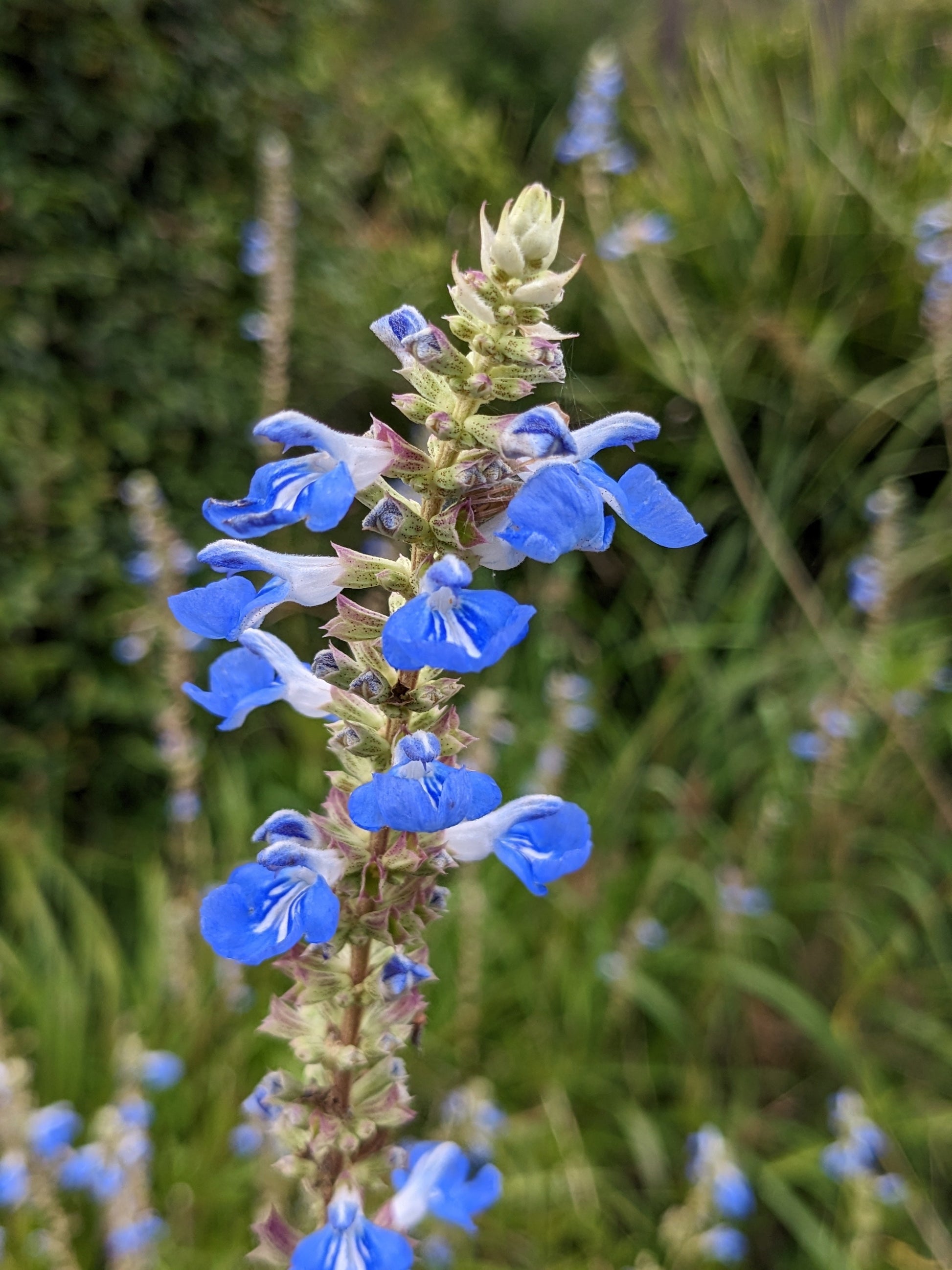 Salvia uliginosa 'Bog Sage' Flowers
