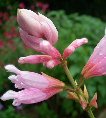 Salvia involucrata 'Pink Icicles'