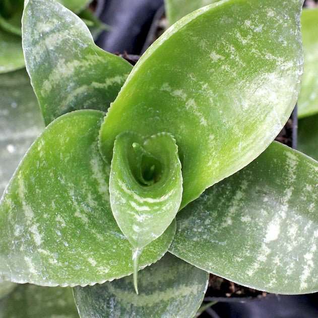 Sansevieria trifasciata 'Hahnii'
