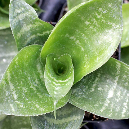 Sansevieria trifasciata 'Hahnii'