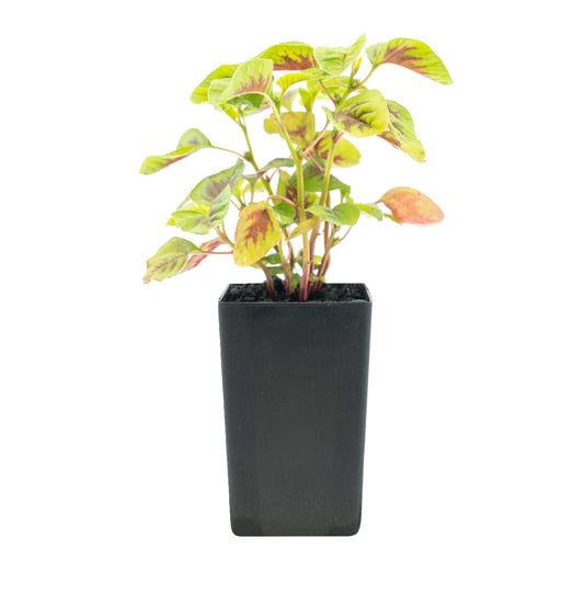 Amaranth Red Callaloo