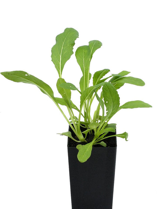 Asian Greens - Mibuna