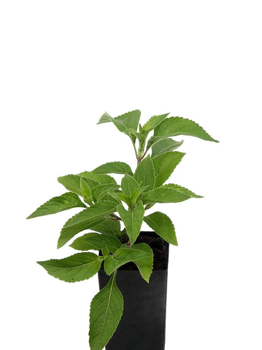Basil - Tulsi Vana Basil