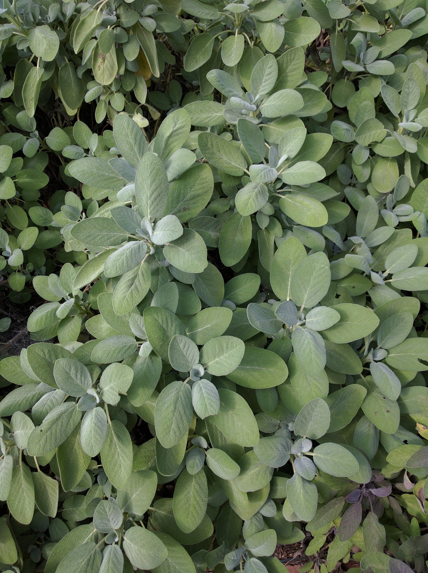 Salvia officinalis 'Berggarten'