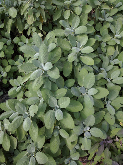 Salvia officinalis 'Berggarten'