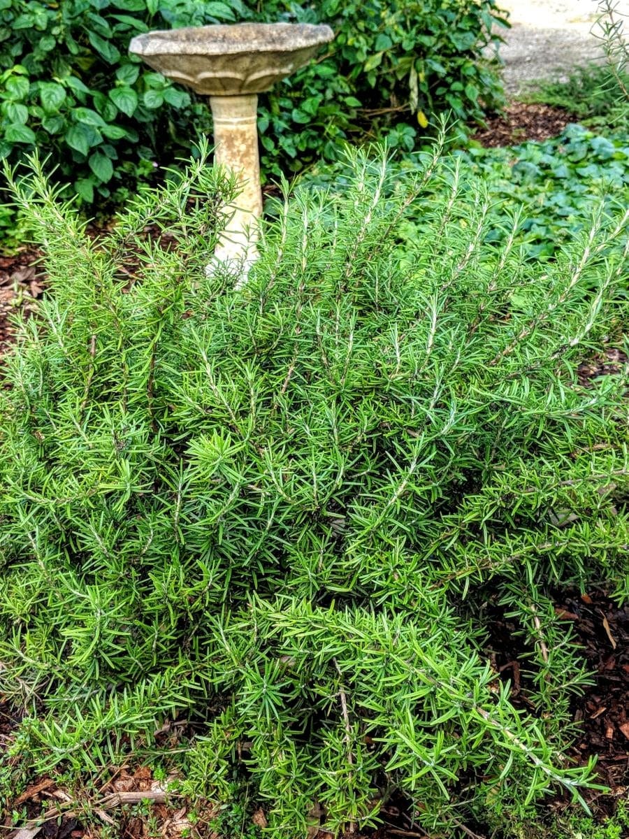 Rosemary - Blue Lagoon Rosemary