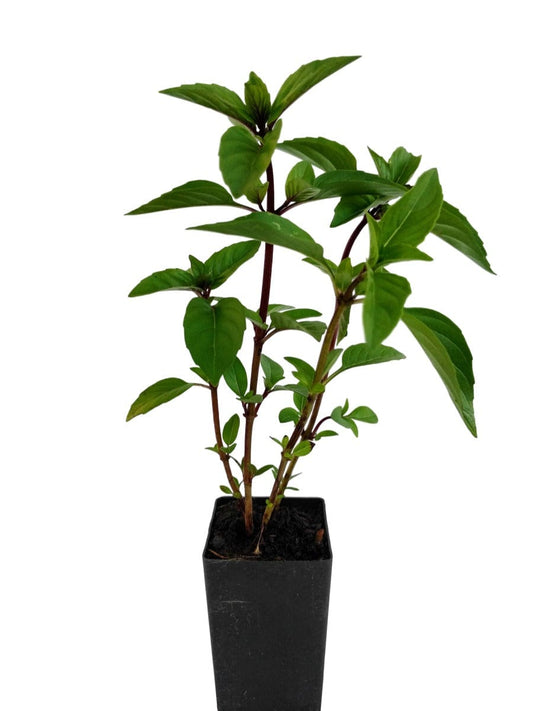 Basil - Cinnamon Basil