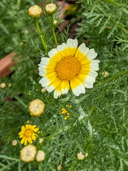 Edible Garland Chrysanthemum