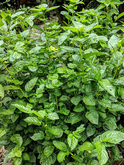 Egyptian Spinach