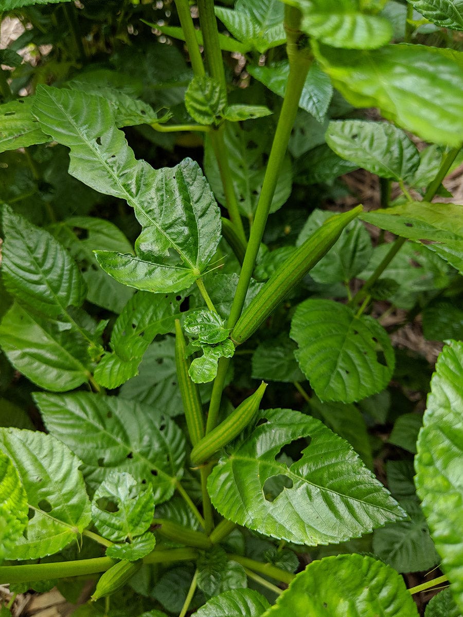 Egyptian Spinach