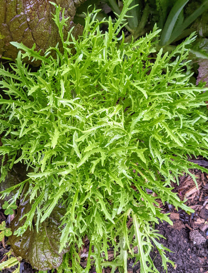 Endive - Salad King