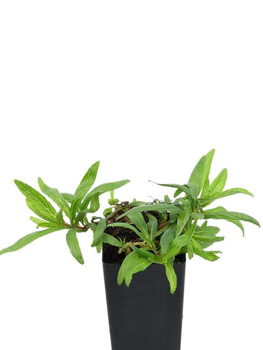 Epilobium