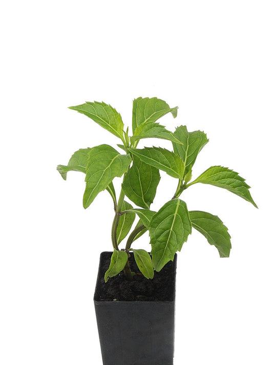 Basil - Green Pepper Basil