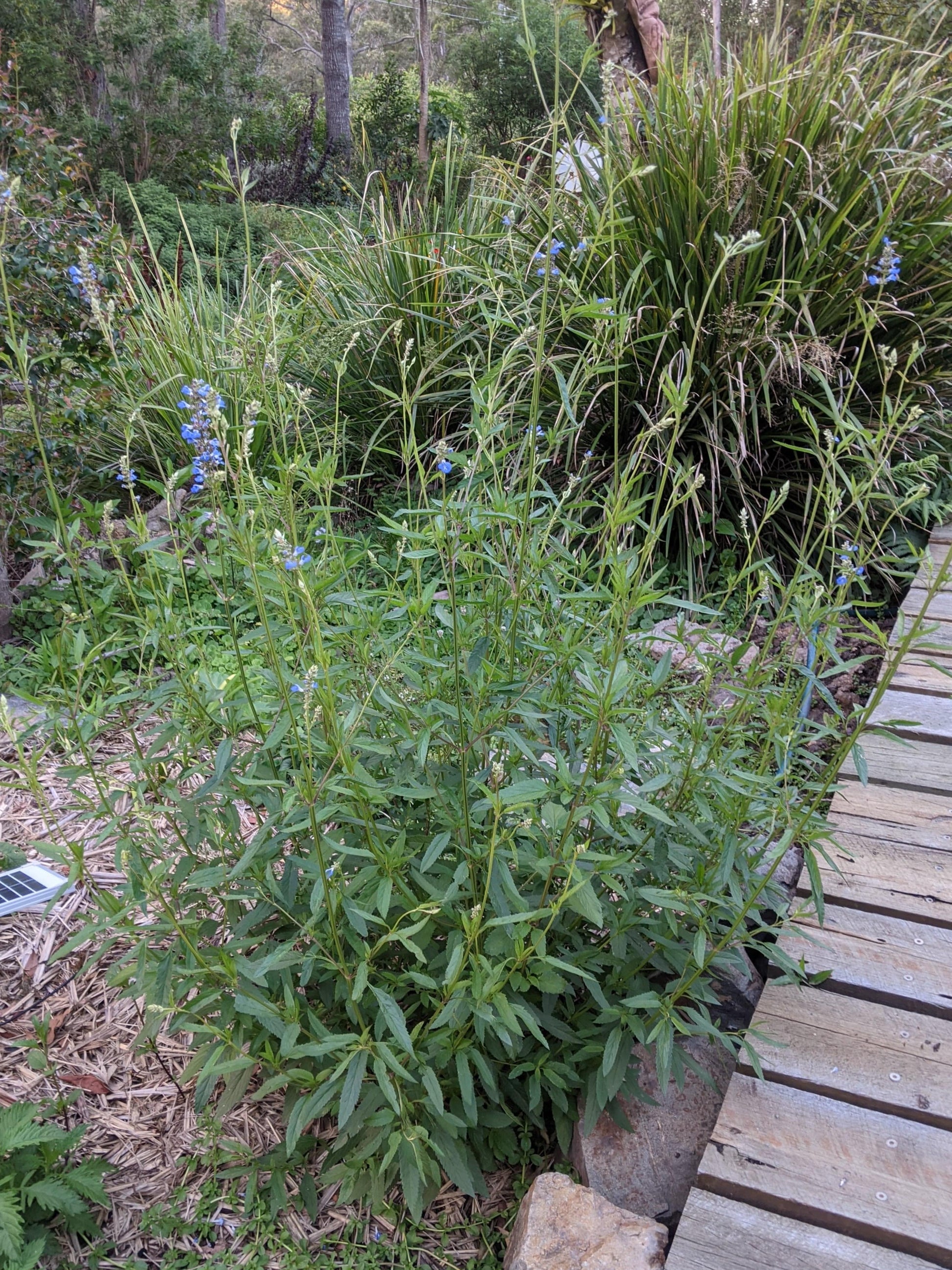 Salvia uliginosa 'Bog Sage' Plant