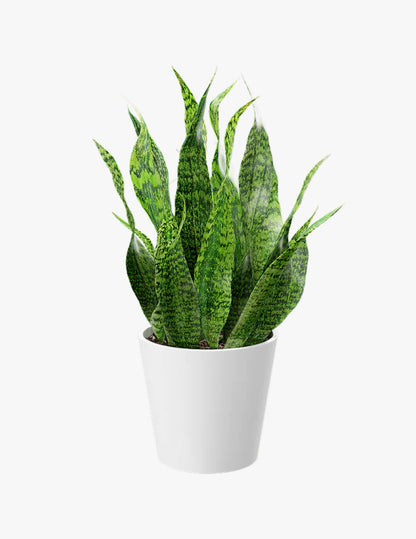 Sansevieria (Snake plant)
