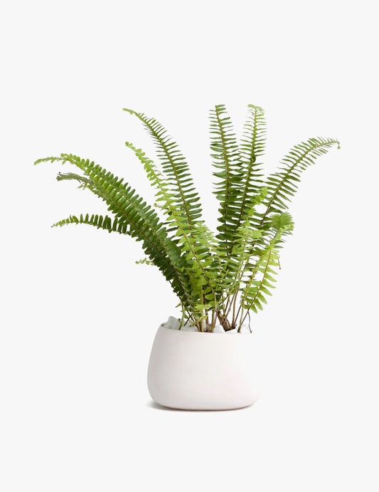 Lemon button fern