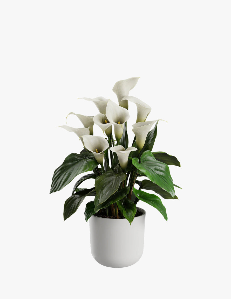 White Calla Lily