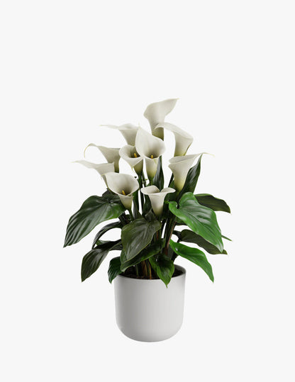 White Calla Lily